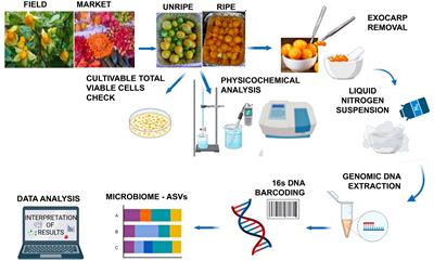 Bacterial community structure of Physalis peruviana L. fruit exocarp and the presence of pathogens with possible implications on food safety